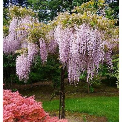 Honbeni Pink Ice Japanese Wisteria