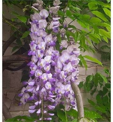 Kyushaku (AKA 'Macrobotrys') Japanese Wisteria