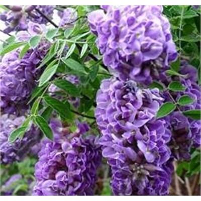 Longwood Purple Wisteria