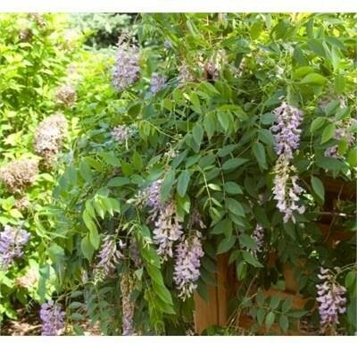 Summer Cascade  Repeat-Blooming Wisteria