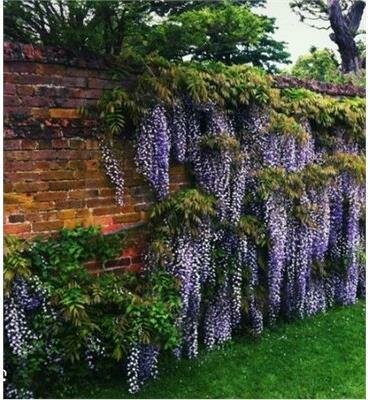 Okayama Silky Wisteria