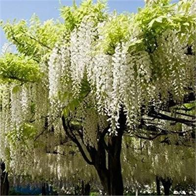 Shiro Kapitan Silky Wisteria