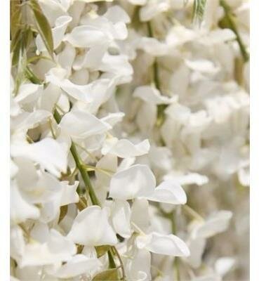 Kapiteyn Fuji Wisteria