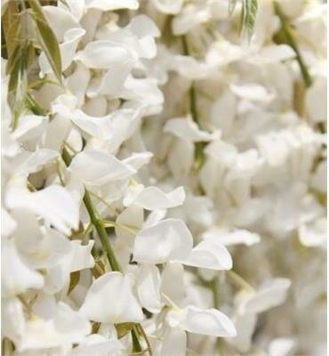 Shiro Kapitan Silky Wisteria