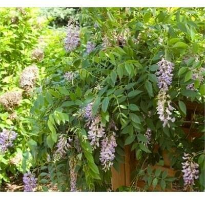 Summer Cascade  Repeat-Blooming Wisteria