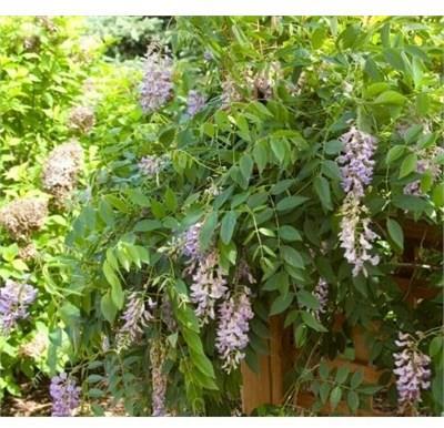Summer Cascade  Repeat-Blooming Wisteria