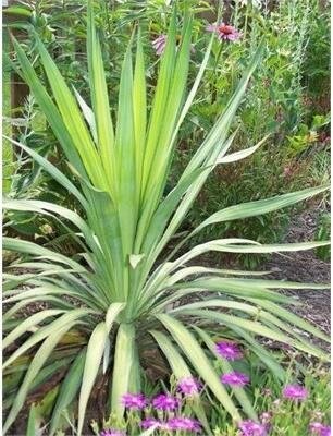 Weeping Yucca
