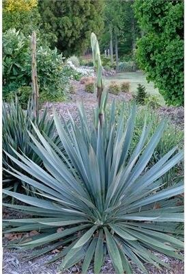 Silver Anniversary Yucca
