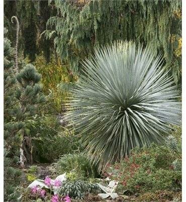 Sapphire Skies Beaked Blue Yucca