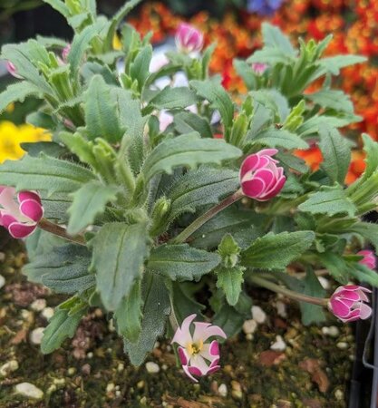 EXOTIC NIGHT-BLOOMING PHLOX (MIDNIG - image 2