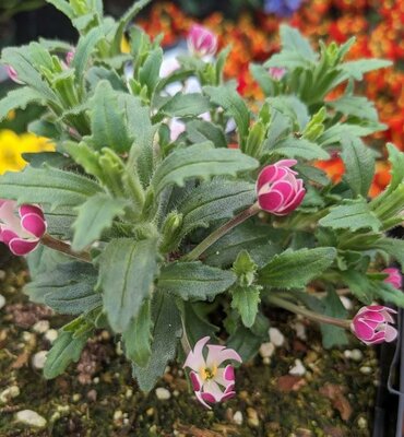 EXOTIC NIGHT-BLOOMING PHLOX (MIDNIG - image 2