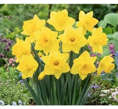 King Alfred Daffodils 100pk