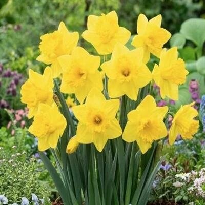 King Alfred Daffodils 100pk