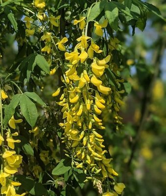 Golden Chain Tree - image 2