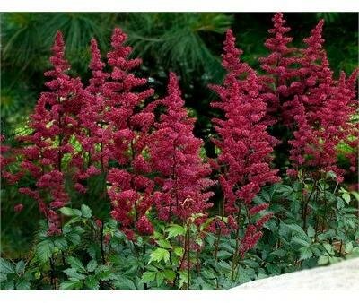 Burgandy Red Astilbe