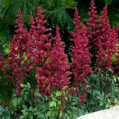 Burgandy Red Astilbe