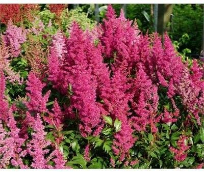 Elizabeth van Veen Astilbe