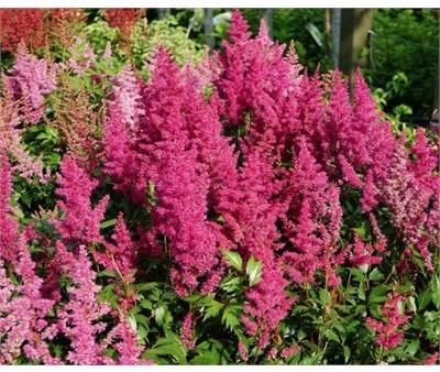 Elizabeth van Veen Astilbe