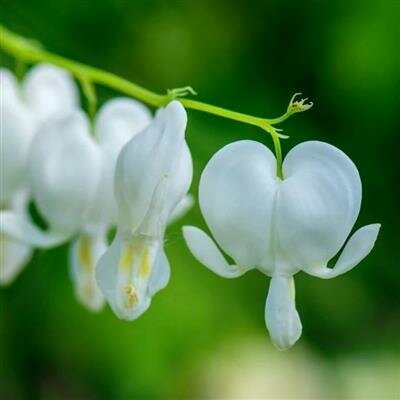 White Bleeding Heart