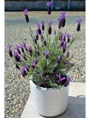 Spanish Lavender