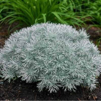 Silver Mound Artemisia