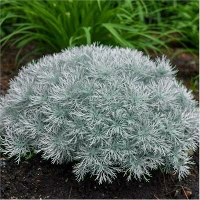 Silver Mound Artemisia