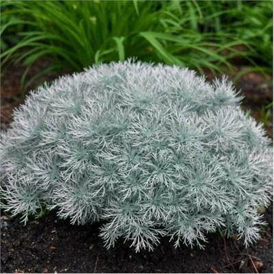 Silver Mound Artemisia