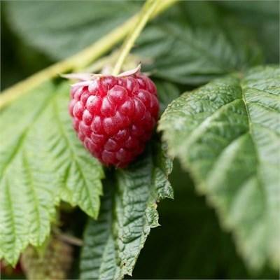 Autumn Bliss Raspberry