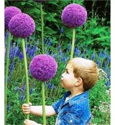Giant Allium