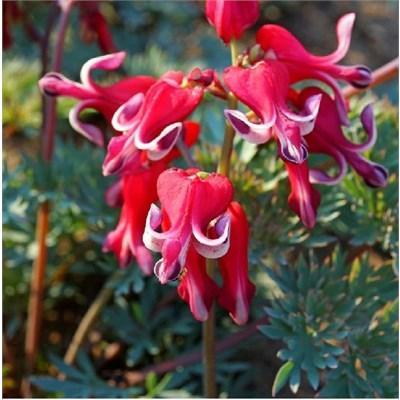 Burning Hearts Bleeding Heart