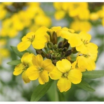Canaries Yellow Wall Flower