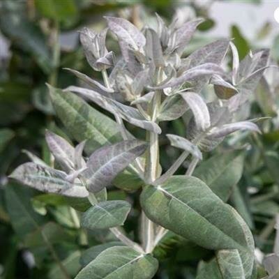 Styx Dwarf Eucalyptus