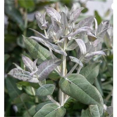 Styx Dwarf Eucalyptus