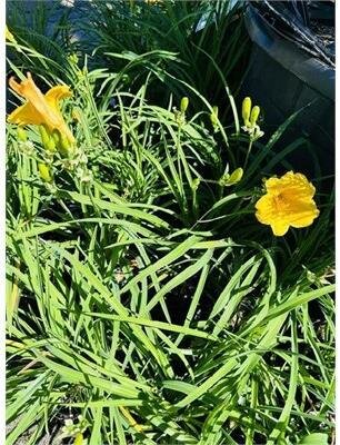 Stella D'Oro Daylily