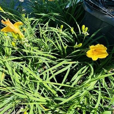 Stella D'Oro Daylily