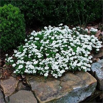 Summer Snowdrift Candytuft