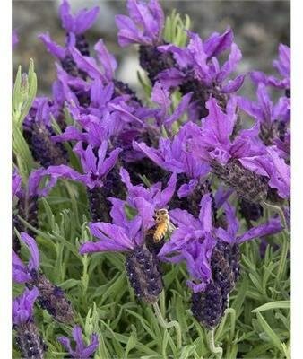 Spanish Lavender