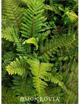 Japanese Tassel Fern