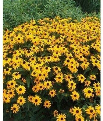 Goldsturm Black-Eyed Susan