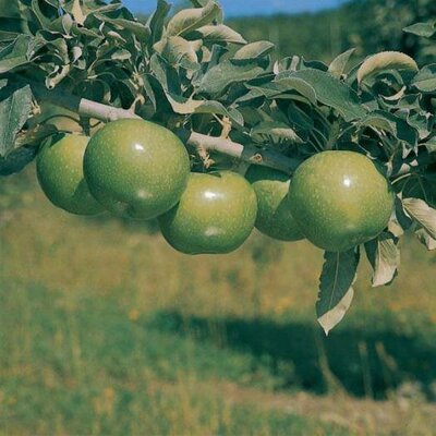 Granny Smith Apple Tree - image 2