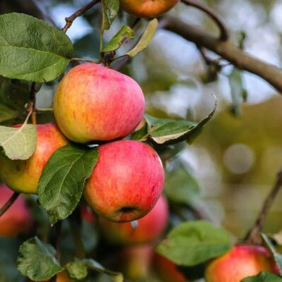 Gravenstein Apple Tree - image 2