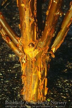 Paperbark Maple - image 2
