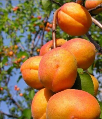 Harglow Apricot Tree - image 2