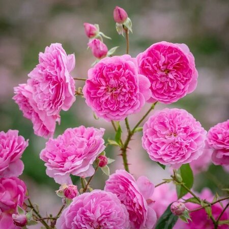 Harlow Carr David Austin Rose