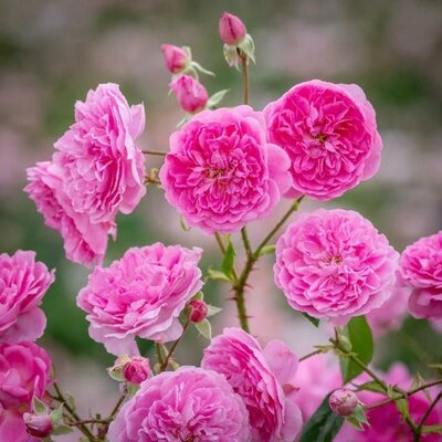 Harlow Carr David Austin Rose