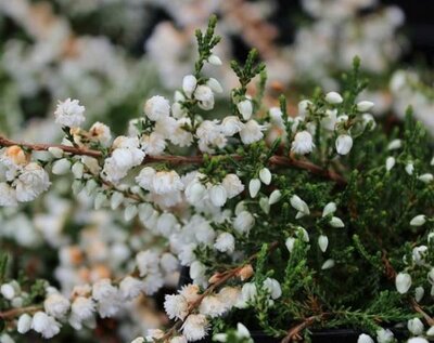 Kinlochruel White Summer Heather - image 2