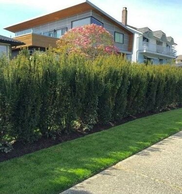 Hick's Yew - image 2