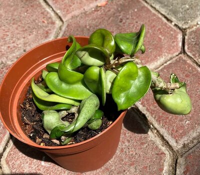 Hoya Compacta Krinkle Kurl - image 2