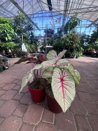 Caladium