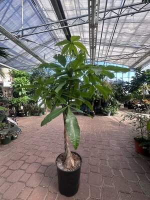 Pachira Braided Money Tree